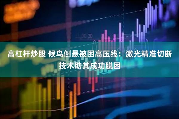 高杠杆炒股 候鸟倒悬被困高压线：激光精准切断技术助其成功脱困